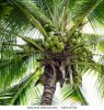 coconuts.jpg