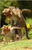 macaques_mating_small.jpeg