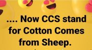 Cotton comes from sheep.jpg