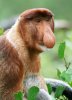 The-Proboscis-Monkey.jpg