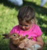 little-girl-holding-rabbit-by-bionicteaching-e1343607975813.jpg