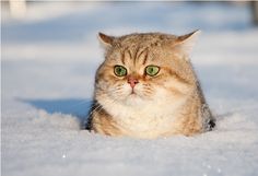 048aaa3091a998d03bdb1a76dd3c4461--smile-funny-cats.jpg