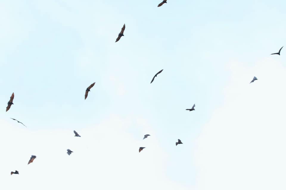 102359492_10157525563147252_8542835375041675264_n.jpg