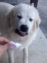 1513763670899.gif