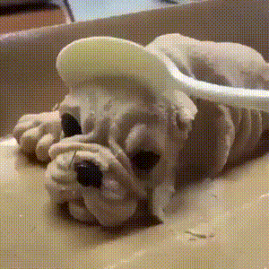 1546788823527.gif