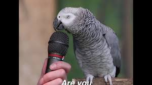 1553915800635.png
