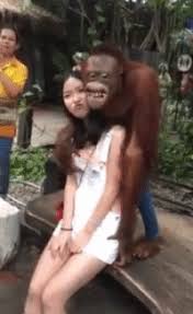 Image result for orang utan in bikini gif