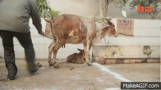 1619306539470.gif