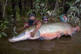 News Room - New record for biggest Arapaima caught! An... | Facebook