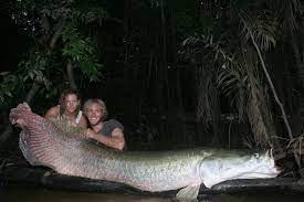 Big Fishes of the World: ARAPAIMA - PIRARUCU (Arapaima gigas)