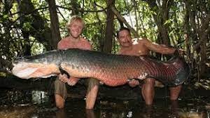 Giant Arapaima in Amazon River Canda - FISH MONSTER HUNTING - YouTube