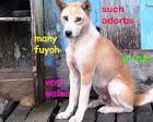 Did you know that one of the world's rarest dog breeds comes ...