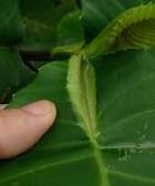 Dillenia Suffruticosa. Common names: Simpoh Air (Malay). CB ...