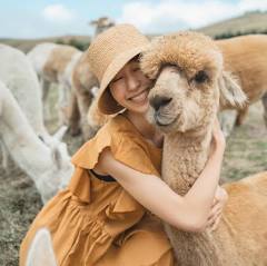 An alternative therapy: Hug an alpaca! - Shamarra…