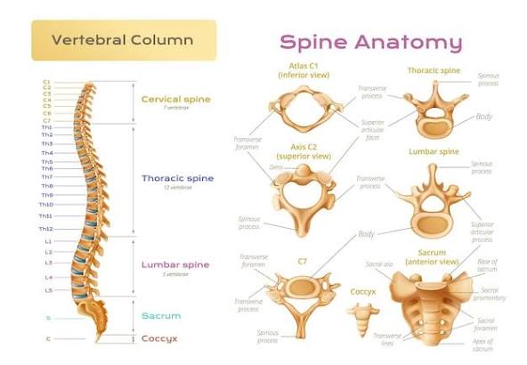 Spinal Tumors: Treatments and Preventions