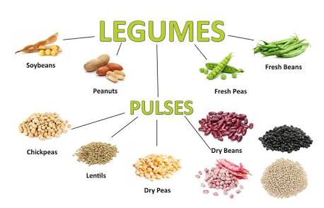 Types of Beans - Ontario Bean Growers