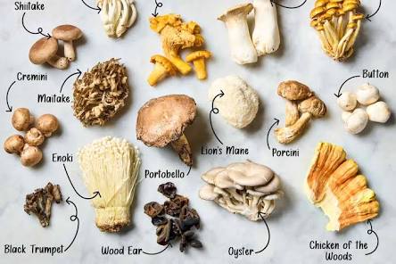 16 Types of Mushrooms (Plus How to Cook with Them) | The Kitchn