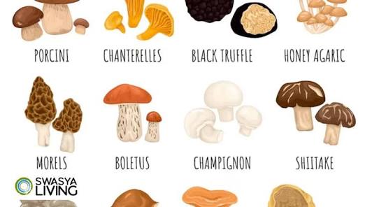 A Fun(gi) Guide to 15 Types of Mushrooms - Swasya