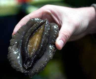 2008_04_07-Abalone2 copy.jpg