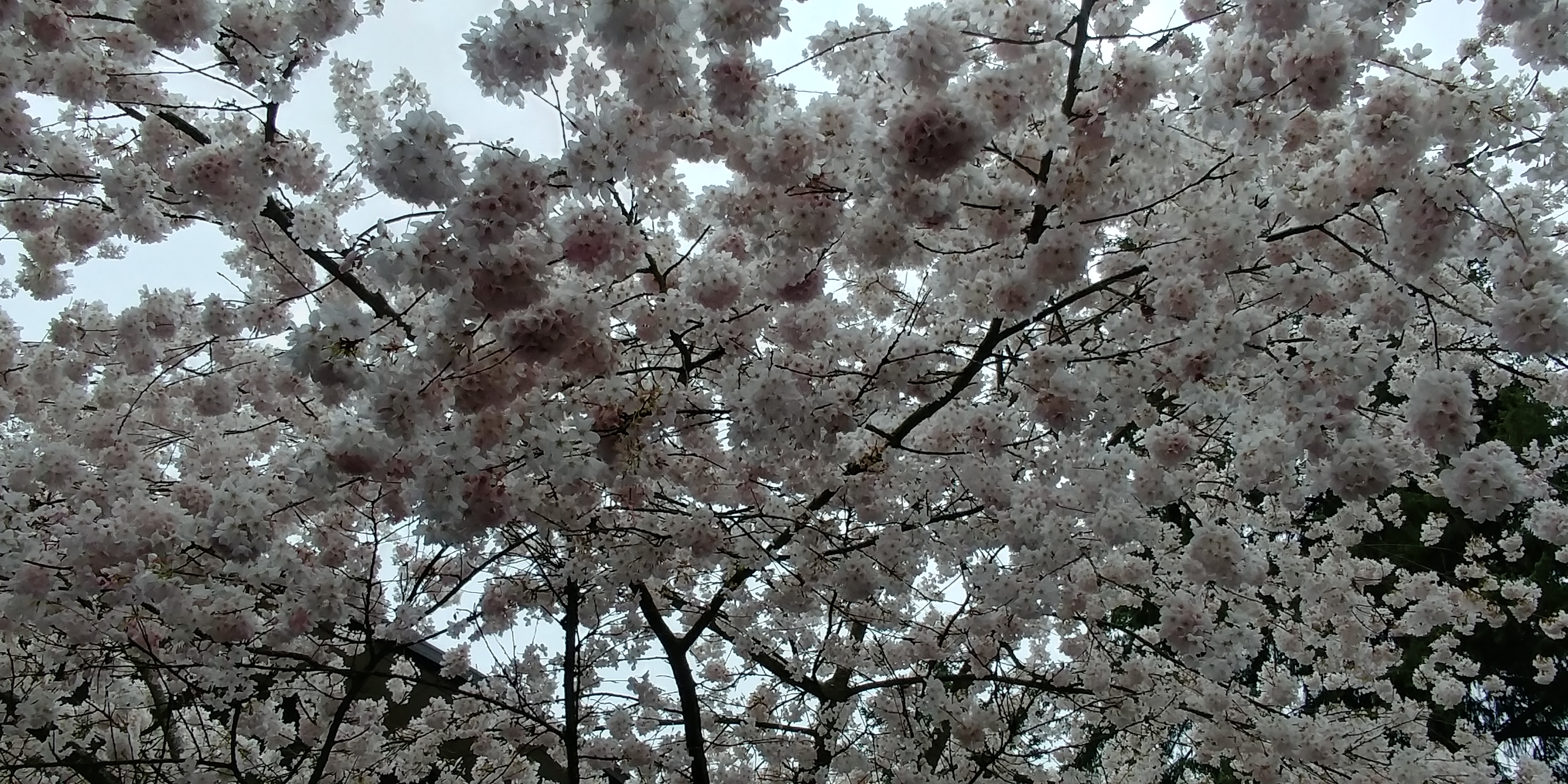 20180401_132828_HDR.jpg