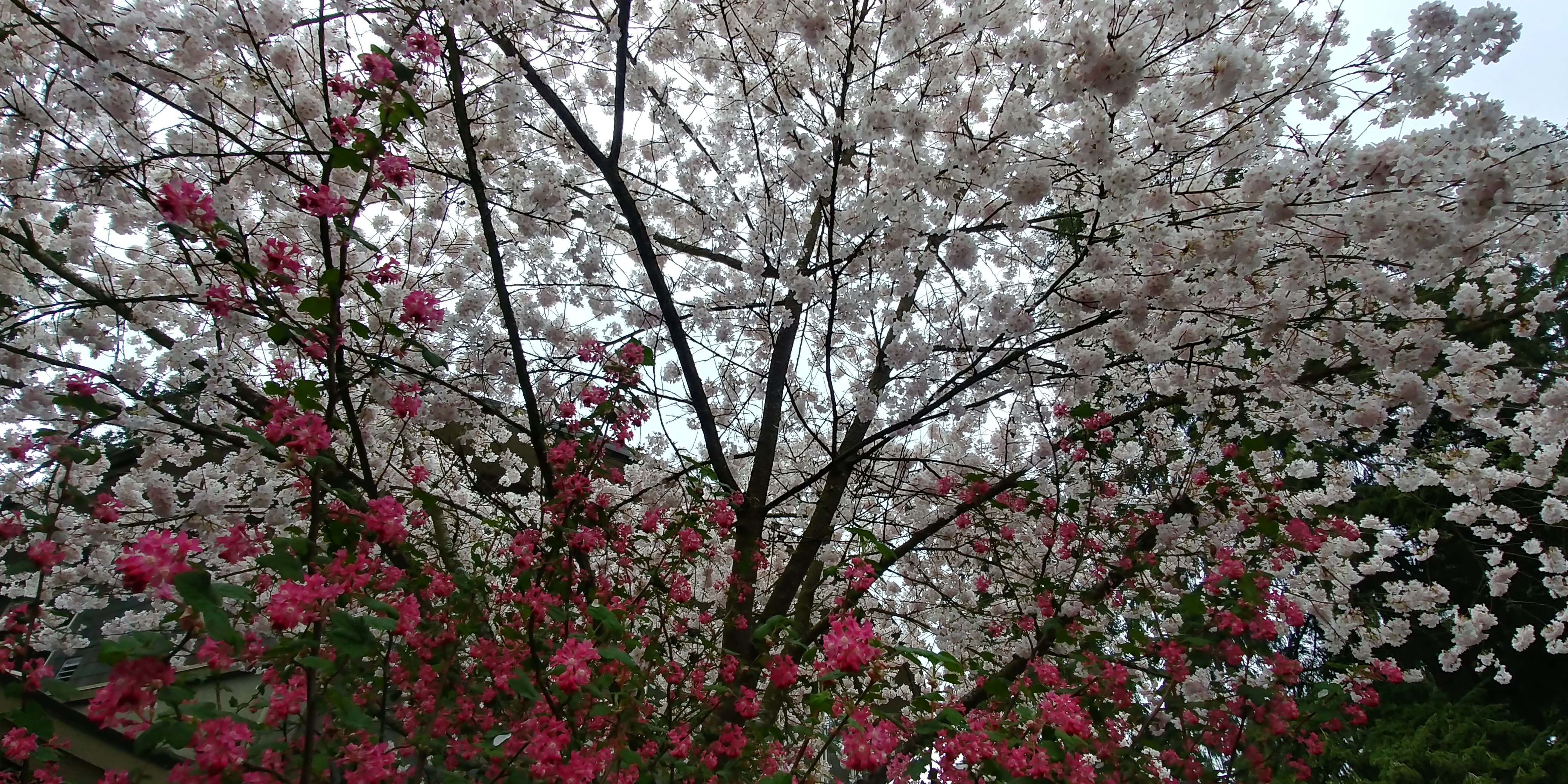 20180401_132845_HDR.jpg