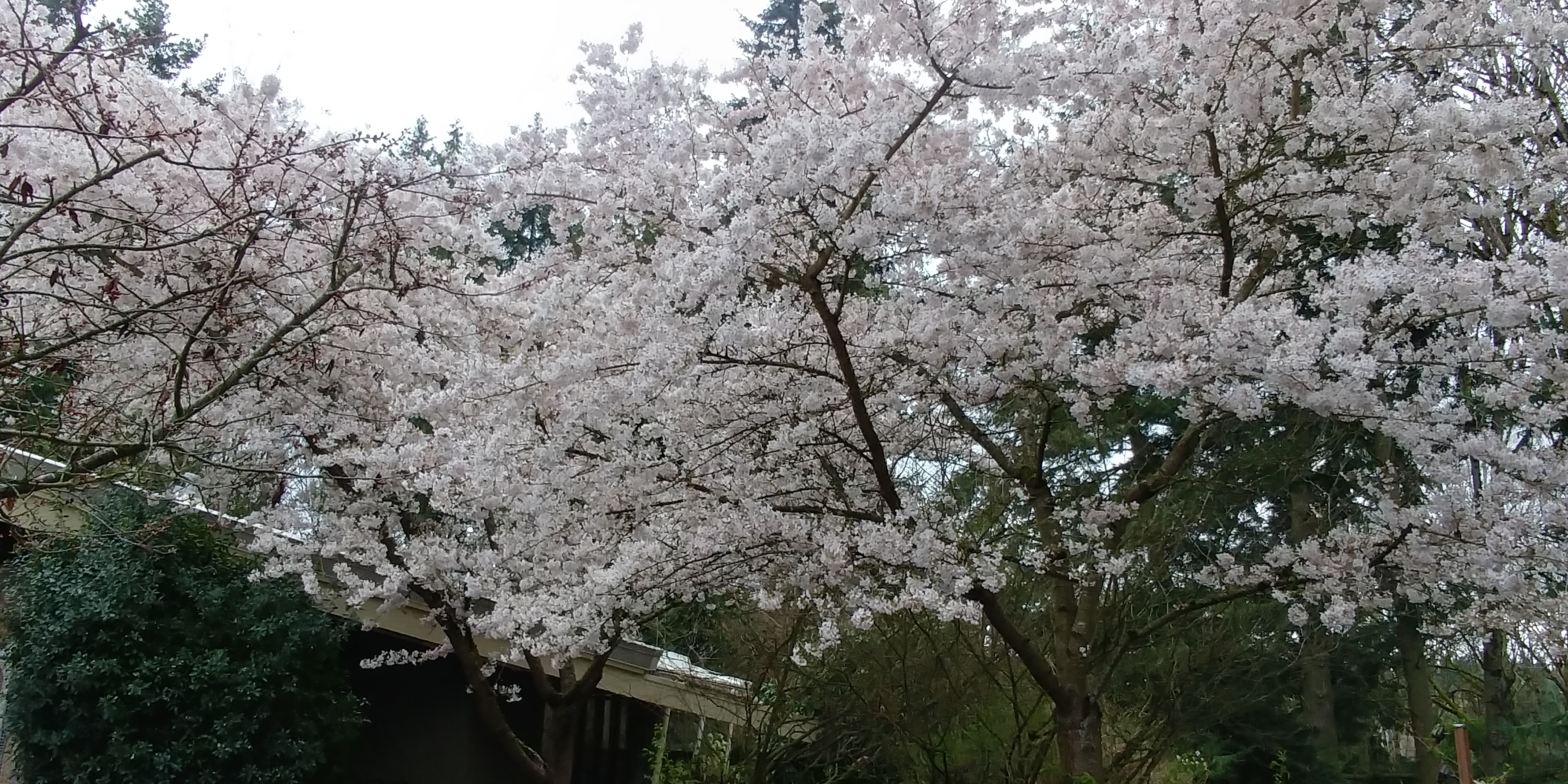 20180401_133118_HDR.jpg