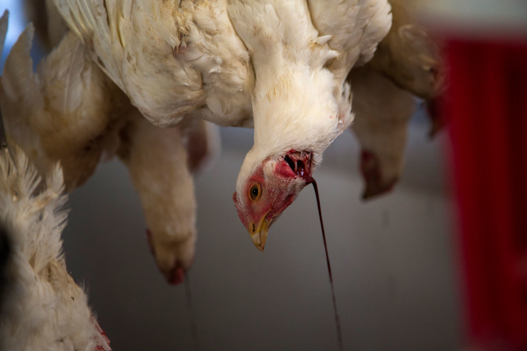 6_sick-chickens-slideshow-web-1024x682.jpg