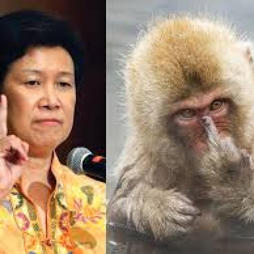 9d871-hochingmonkey.jpeg.jpg