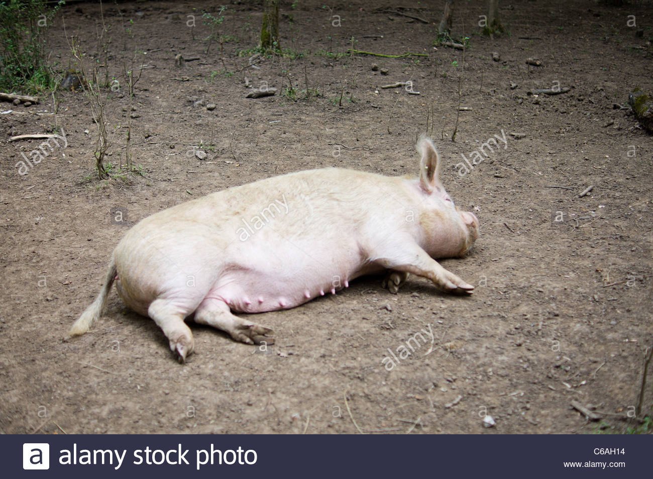 a-white-free-range-pig-laying-down-in-the-dirt-C6AH14.jpg
