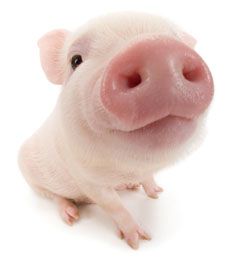 a3201f3c997664e082161df2c3d3aa7f--teacup-piglets-cute-pigs-2205677848.jpg