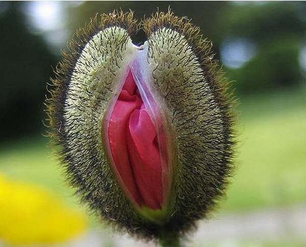 a99603_vagina-shape_4-flytrap.jpg