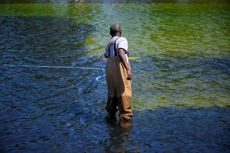algae.webp