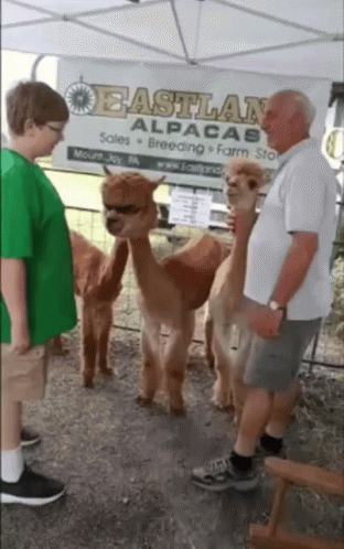 alpaca-sunglasses.gif