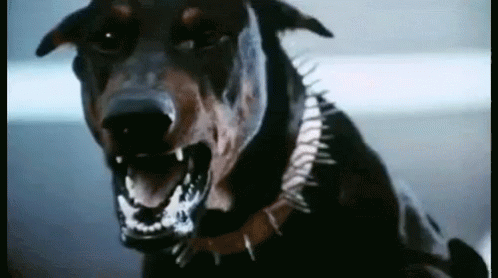 angry-dog.gif