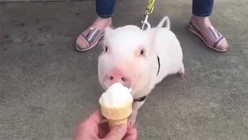 B308D5CD-D206-4BFE-9C66-D990E56C359A.gif