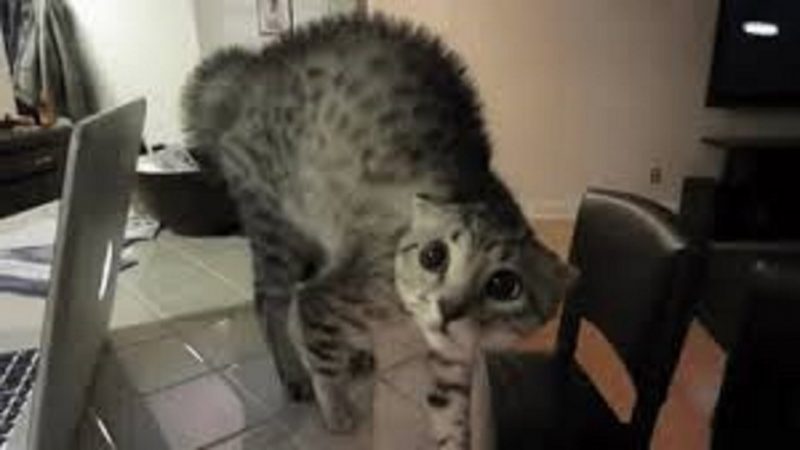 best-scared-cats-compilation-2015-funny-cats-youtube-in-dogs-scared-of-cats-800x450.jpg