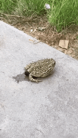 BlindCavernousLcont-size_restricted.gif