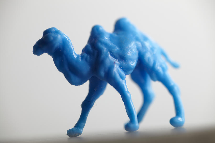blue-camel-greg-kopriva.jpg