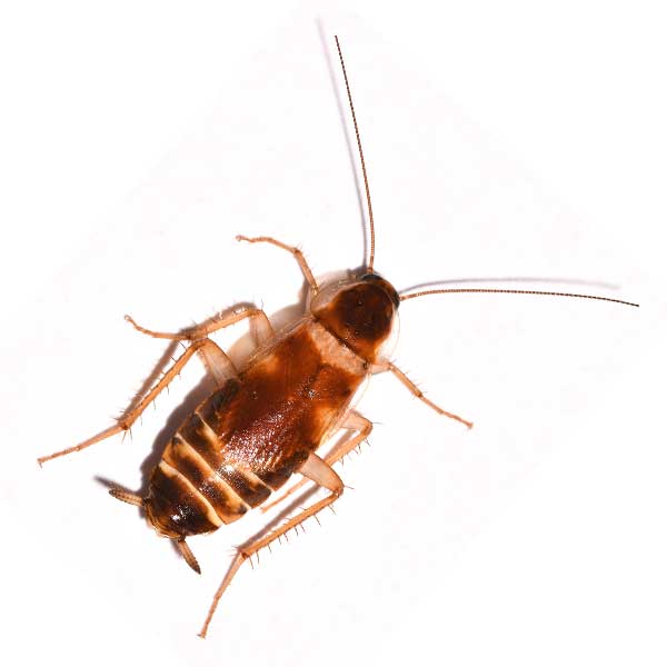 brown-banded-cockroach.jpg