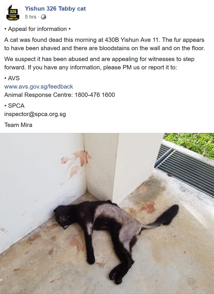 cat.jpg