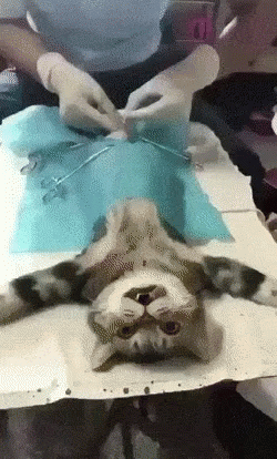 cat-neutered.gif