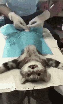 cat-neutered.gif