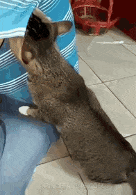 cr9COOB.gif