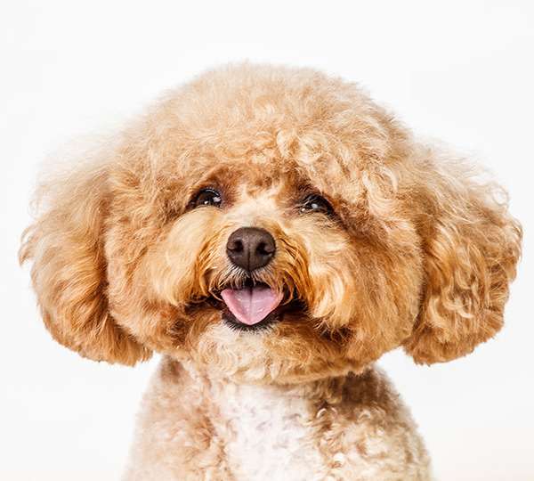 dog-face.jpeg.jpg