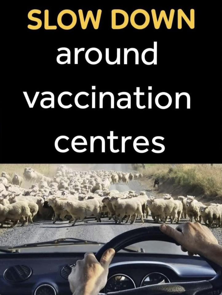 drive-sheep.jpg