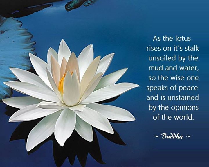 e3df50773c8b1457f5229dca2ed3d9ab--lotus-quote-zen-meditation.jpg