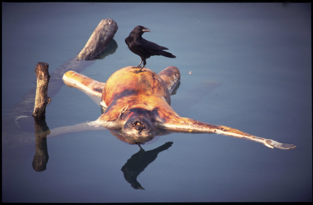 external-content.duckduckgo-2.jpg