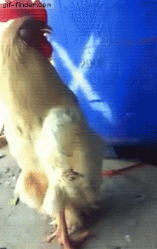 f504b63b31f8e4132866ab600df2ab0d.gif
