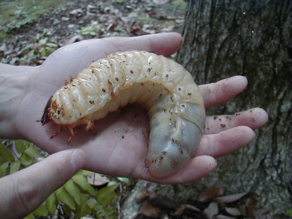 fat_worm.jpg
