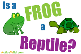 Frog111.png